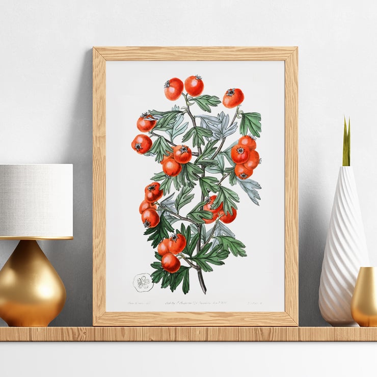 Illustration of hawthorn berries and leaves by Sydenham Edwards from Edwards Botanical Register Sweetest-scented hawthorn Poster featuring a botanical illustration of branches with red berries from Sweetest-scented hawthorn by Sydenham Edwards.