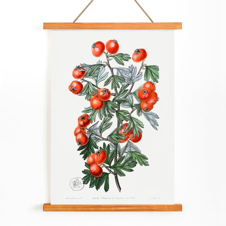 Illustration of hawthorn berries and leaves by Sydenham Edwards from Edwards Botanical Register Sweetest-scented hawthorn Poster featuring a botanical illustration of branches with red berries from Sweetest-scented hawthorn by Sydenham Edwards.