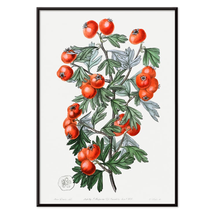 Illustration of hawthorn berries and leaves by Sydenham Edwards from Edwards Botanical Register Sweetest-scented hawthorn Poster featuring a botanical illustration of branches with red berries from Sweetest-scented hawthorn by Sydenham Edwards.