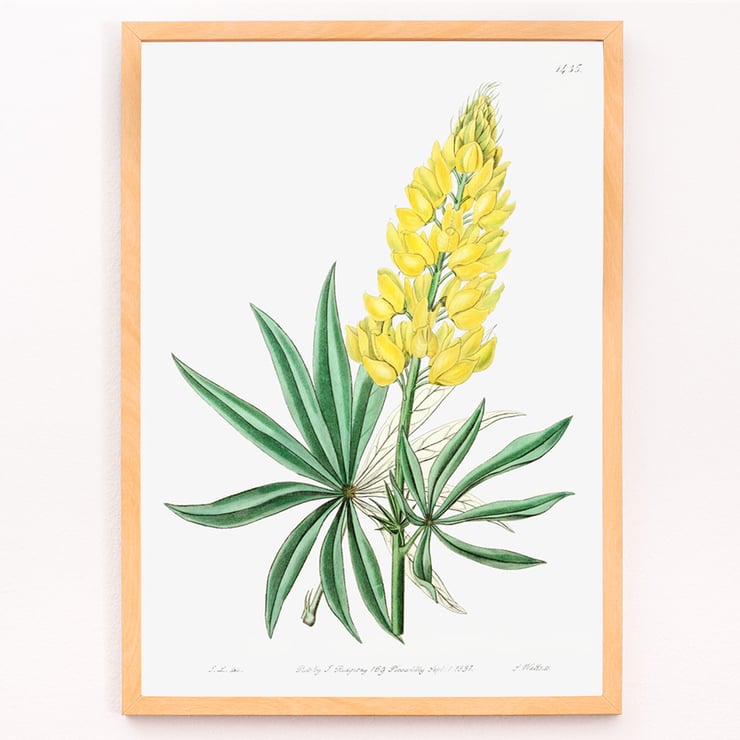Yellow perennial lupine botanical illustration by Sydenham Edwards John Lindley and James Ridgway from Edwards Botanical Register Poster displaying Yellow Perennial Lupine from Edwards Botanical Register by Sydenham Edwards John Lindley and James Ridgway