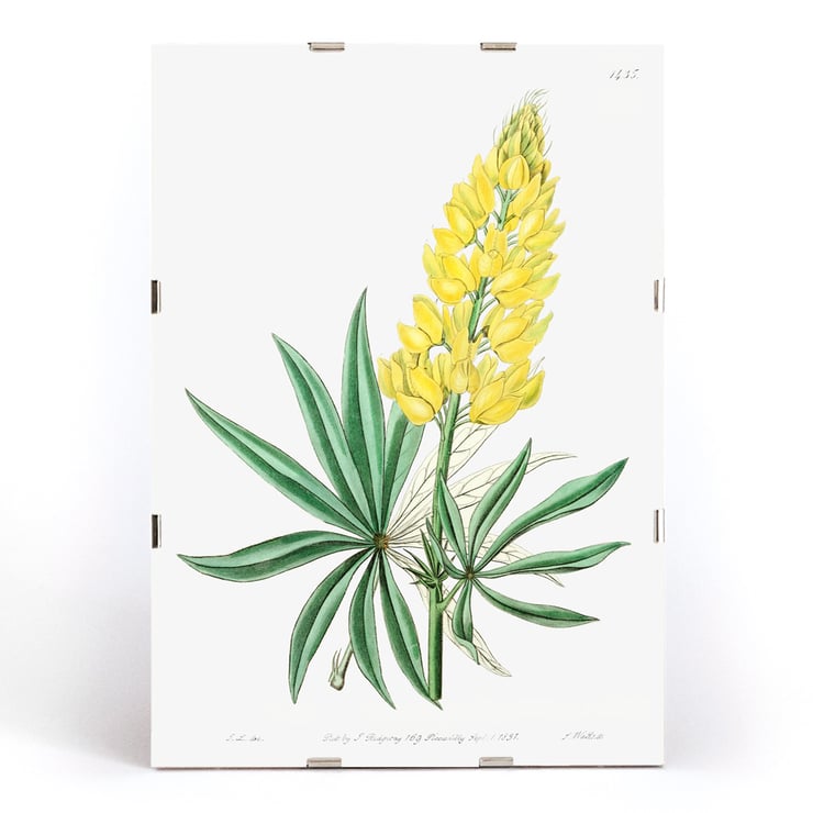 Yellow perennial lupine botanical illustration by Sydenham Edwards John Lindley and James Ridgway from Edwards Botanical Register Poster displaying Yellow Perennial Lupine from Edwards Botanical Register by Sydenham Edwards John Lindley and James Ridgway