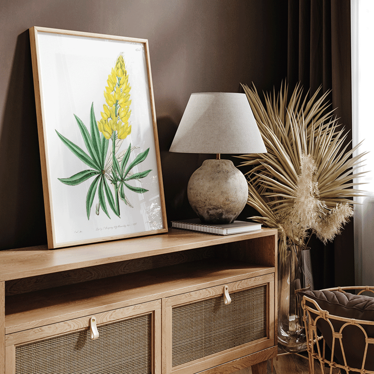 Yellow perennial lupine botanical illustration by Sydenham Edwards John Lindley and James Ridgway from Edwards Botanical Register Poster displaying Yellow Perennial Lupine from Edwards Botanical Register by Sydenham Edwards John Lindley and James Ridgway