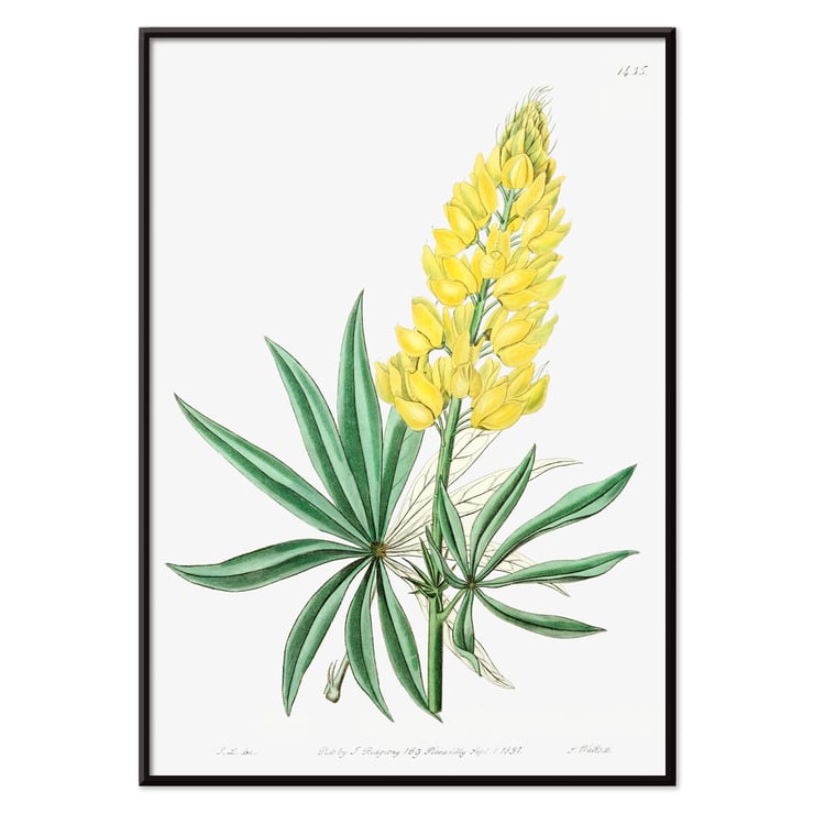 Yellow perennial lupine botanical illustration by Sydenham Edwards John Lindley and James Ridgway from Edwards Botanical Register Poster displaying Yellow Perennial Lupine from Edwards Botanical Register by Sydenham Edwards John Lindley and James Ridgway