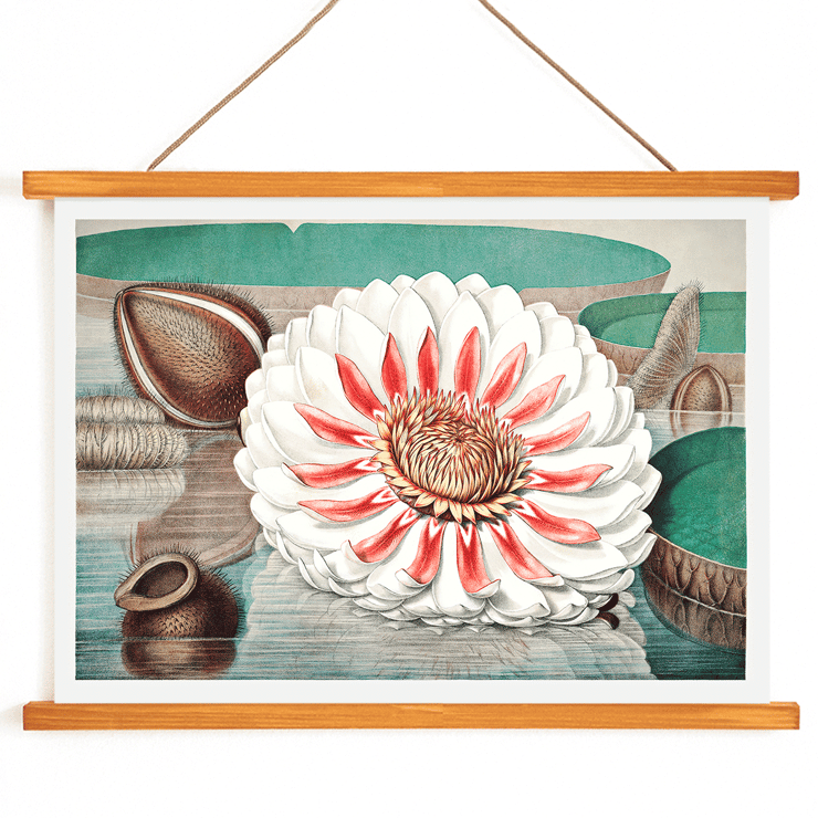 The Victoria Regia or the Great Water Lily of America by William Sharp depicting a vibrant water lily painting. Poster featuring The Victoria Regia or the Great Water Lily of America by William Sharp with a large detailed flower on water.