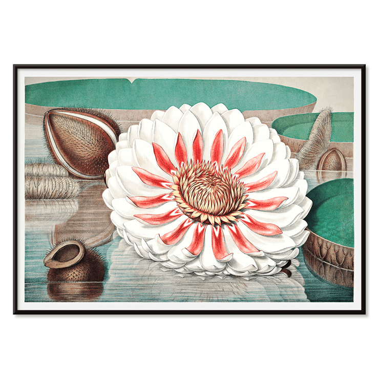 The Victoria Regia or the Great Water Lily of America by William Sharp depicting a vibrant water lily painting. Poster featuring The Victoria Regia or the Great Water Lily of America by William Sharp with a large detailed flower on water.