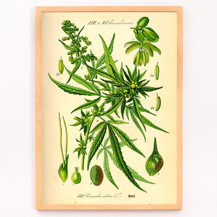 Illustration of Cannabis Sativa by Unknown Artist featuring botanical details and leaves. Poster displaying botanical illustration of Cannabis Sativa with detailed plant parts titled Cannabis Sativa by Anonymous