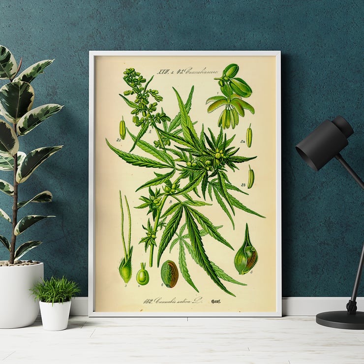 Illustration of Cannabis Sativa by Unknown Artist featuring botanical details and leaves. Poster displaying botanical illustration of Cannabis Sativa with detailed plant parts titled Cannabis Sativa by Anonymous