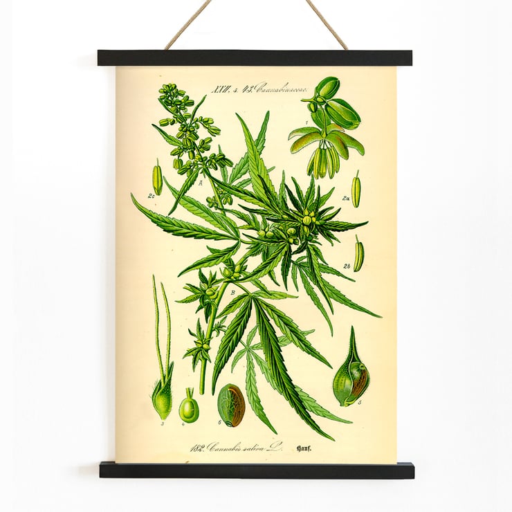 Illustration of Cannabis Sativa by Unknown Artist featuring botanical details and leaves. Poster displaying botanical illustration of Cannabis Sativa with detailed plant parts titled Cannabis Sativa by Anonymous
