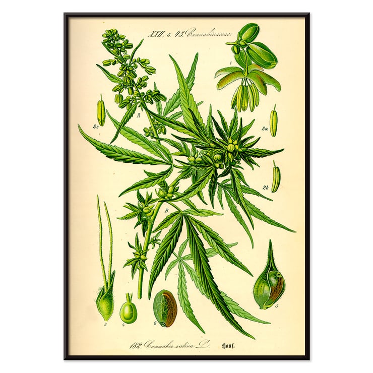 Illustration of Cannabis Sativa by Unknown Artist featuring botanical details and leaves. Poster displaying botanical illustration of Cannabis Sativa with detailed plant parts titled Cannabis Sativa by Anonymous