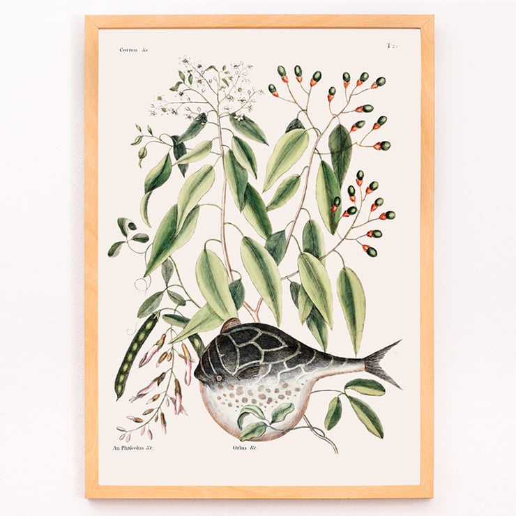 Illustration of Globe Fish by Mark Catesby from The Natural History of Carolina Florida and the Bahama Islands Poster with botanical illustration and a pufferfish by Mark Catesby from The natural history of Carolina Florida and the Bahama Islands
