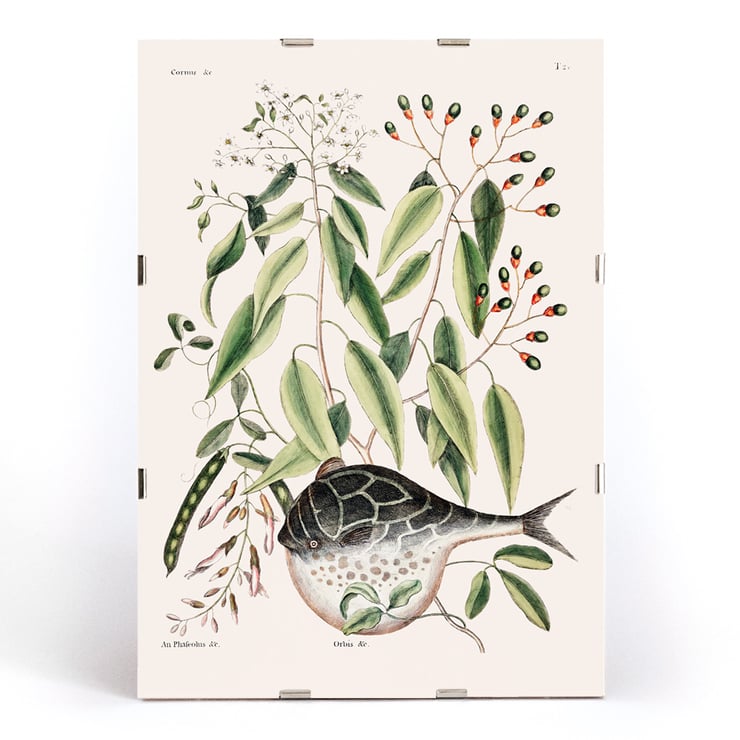 Illustration of Globe Fish by Mark Catesby from The Natural History of Carolina Florida and the Bahama Islands Poster with botanical illustration and a pufferfish by Mark Catesby from The natural history of Carolina Florida and the Bahama Islands
