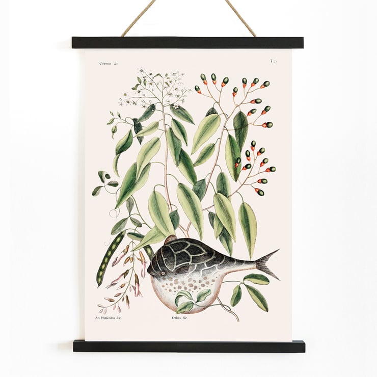 Illustration of Globe Fish by Mark Catesby from The Natural History of Carolina Florida and the Bahama Islands Poster with botanical illustration and a pufferfish by Mark Catesby from The natural history of Carolina Florida and the Bahama Islands
