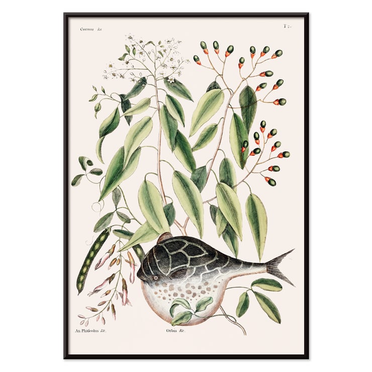 Illustration of Globe Fish by Mark Catesby from The Natural History of Carolina Florida and the Bahama Islands Poster with botanical illustration and a pufferfish by Mark Catesby from The natural history of Carolina Florida and the Bahama Islands
