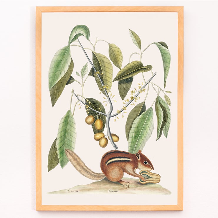 Ground Squirrel Sciurus in botanical illustration by Mark Catesby from The Natural History of Carolina Florida and the Bahama Islands Poster of Ground Squirrel Sciurus under branch with leaves and fruits from The natural history of Carolina by Mark Catesby