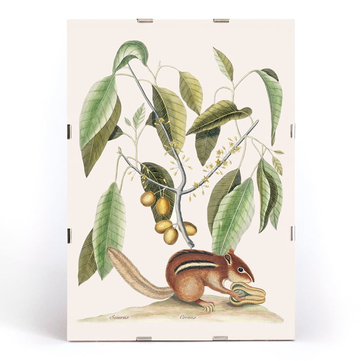 Ground Squirrel Sciurus in botanical illustration by Mark Catesby from The Natural History of Carolina Florida and the Bahama Islands Poster of Ground Squirrel Sciurus under branch with leaves and fruits from The natural history of Carolina by Mark Catesby