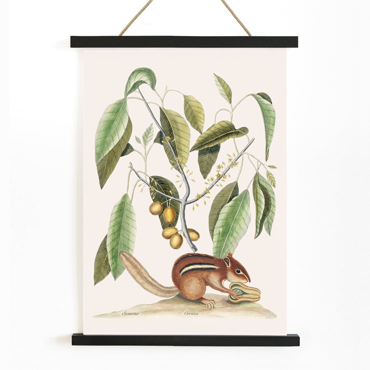 Ground Squirrel Sciurus in botanical illustration by Mark Catesby from The Natural History of Carolina Florida and the Bahama Islands Poster of Ground Squirrel Sciurus under branch with leaves and fruits from The natural history of Carolina by Mark Catesby