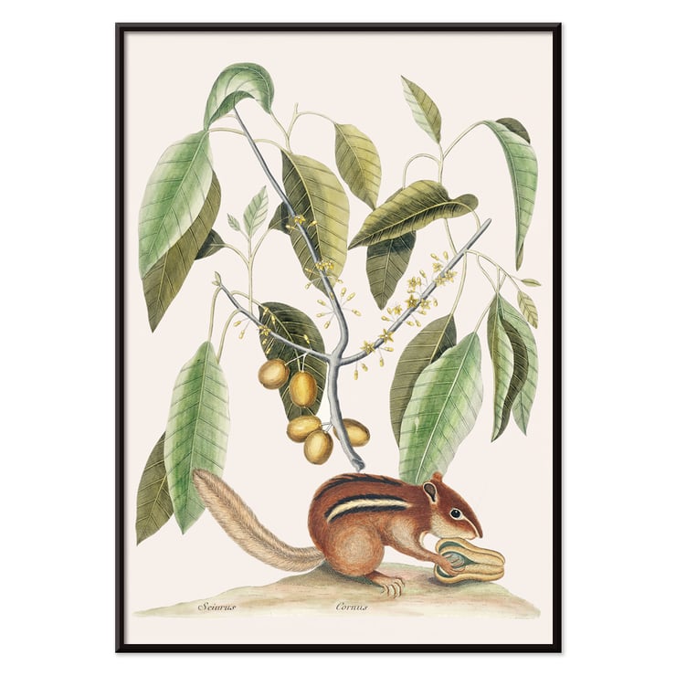 Ground Squirrel Sciurus in botanical illustration by Mark Catesby from The Natural History of Carolina Florida and the Bahama Islands Poster of Ground Squirrel Sciurus under branch with leaves and fruits from The natural history of Carolina by Mark Catesby
