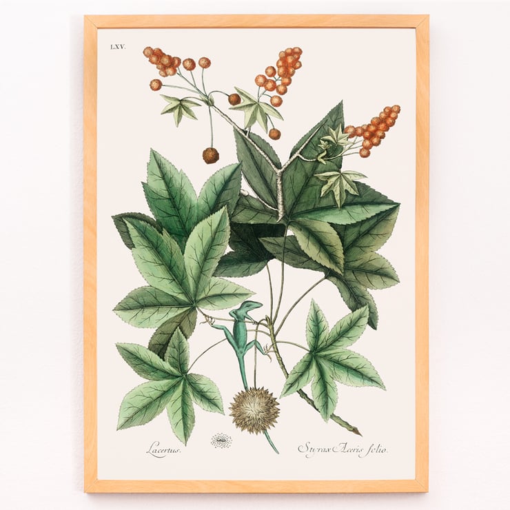 Green Lizard by Mark Catesby from The natural history of Carolina Florida and the Bahama Islands artwork botanical illustration Poster illustrating a green lizard among leaves from The natural history of Carolina Florida and the Bahama Islands by Mark Catesby