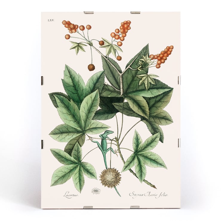 Green Lizard by Mark Catesby from The natural history of Carolina Florida and the Bahama Islands artwork botanical illustration Poster illustrating a green lizard among leaves from The natural history of Carolina Florida and the Bahama Islands by Mark Catesby