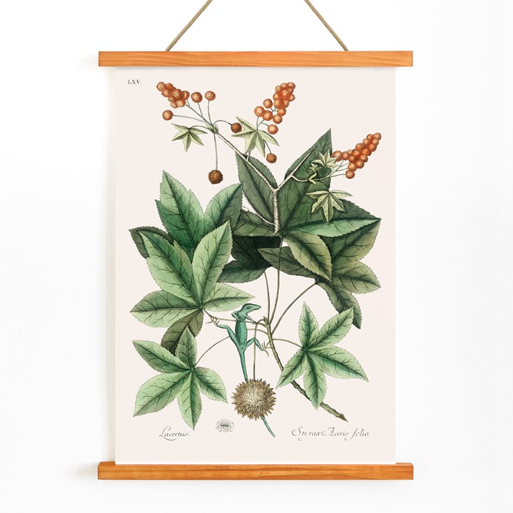 Green Lizard by Mark Catesby from The natural history of Carolina Florida and the Bahama Islands artwork botanical illustration Poster illustrating a green lizard among leaves from The natural history of Carolina Florida and the Bahama Islands by Mark Catesby