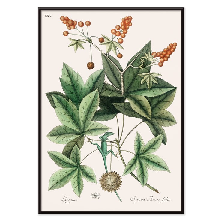 Green Lizard by Mark Catesby from The natural history of Carolina Florida and the Bahama Islands artwork botanical illustration Poster illustrating a green lizard among leaves from The natural history of Carolina Florida and the Bahama Islands by Mark Catesby