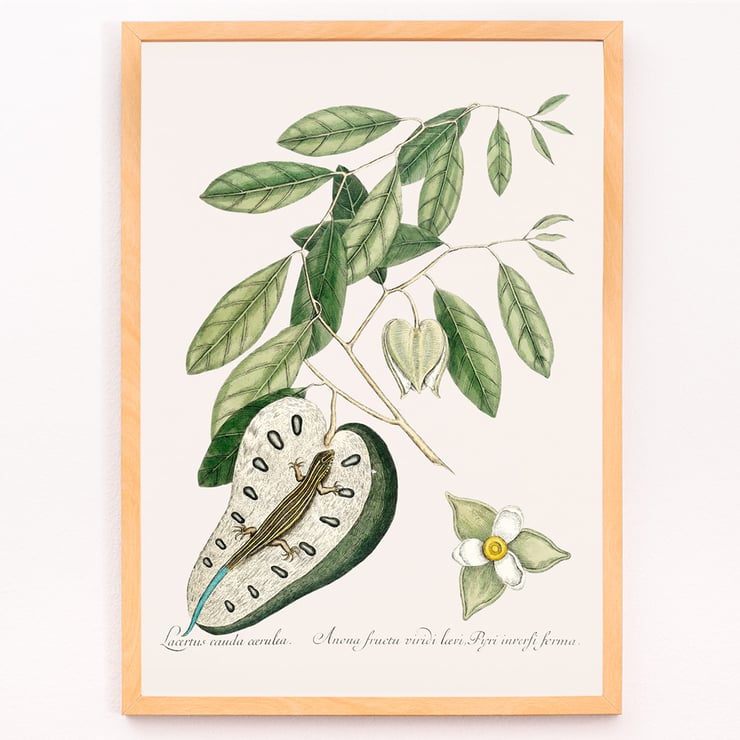 Illustration of Blue Tail Lizard by Mark Catesby from The Natural History of Carolina Florida and the Bahama Islands Poster of a Blue Tail Lizard on foliage from The Natural History of Carolina Florida and the Bahama Islands by Mark Catesby.