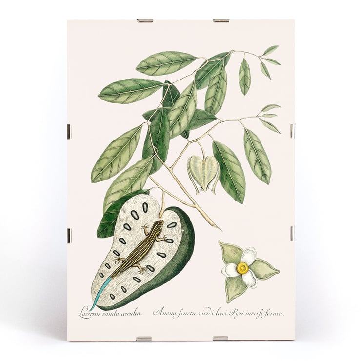 Illustration of Blue Tail Lizard by Mark Catesby from The Natural History of Carolina Florida and the Bahama Islands Poster of a Blue Tail Lizard on foliage from The Natural History of Carolina Florida and the Bahama Islands by Mark Catesby.