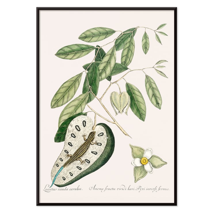 Illustration of Blue Tail Lizard by Mark Catesby from The Natural History of Carolina Florida and the Bahama Islands Poster of a Blue Tail Lizard on foliage from The Natural History of Carolina Florida and the Bahama Islands by Mark Catesby.