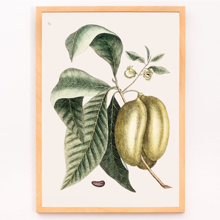 Botanical illustration of pawpaw by Mark Catesby from The Natural History of Carolina Florida and the Bahama Islands Botanical illustration poster of Pawpaw Annona Triloba from The natural history of Carolina Florida and the Bahama Islands by Mark Catesby