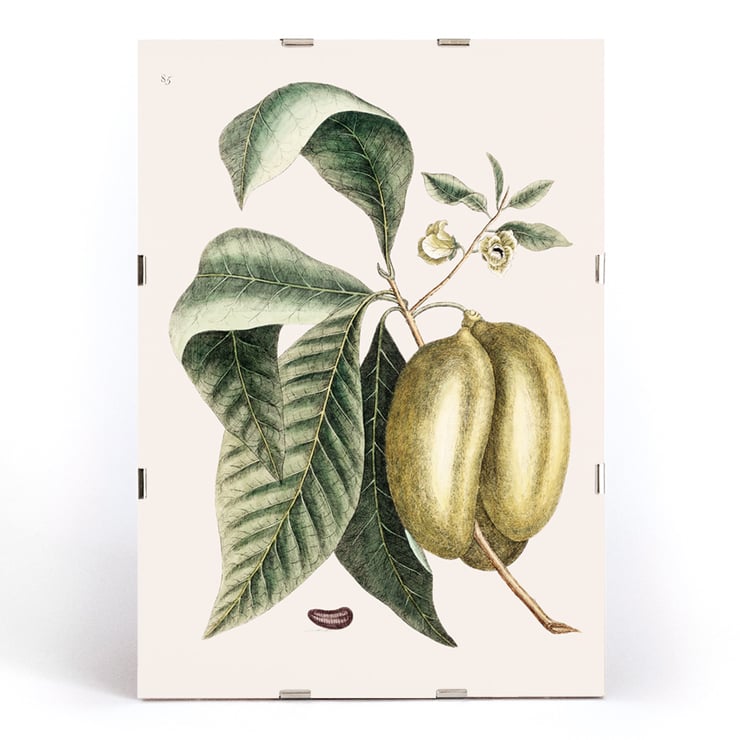 Botanical illustration of pawpaw by Mark Catesby from The Natural History of Carolina Florida and the Bahama Islands Botanical illustration poster of Pawpaw Annona Triloba from The natural history of Carolina Florida and the Bahama Islands by Mark Catesby