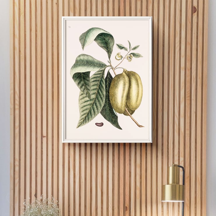 Botanical illustration of pawpaw by Mark Catesby from The Natural History of Carolina Florida and the Bahama Islands Botanical illustration poster of Pawpaw Annona Triloba from The natural history of Carolina Florida and the Bahama Islands by Mark Catesby