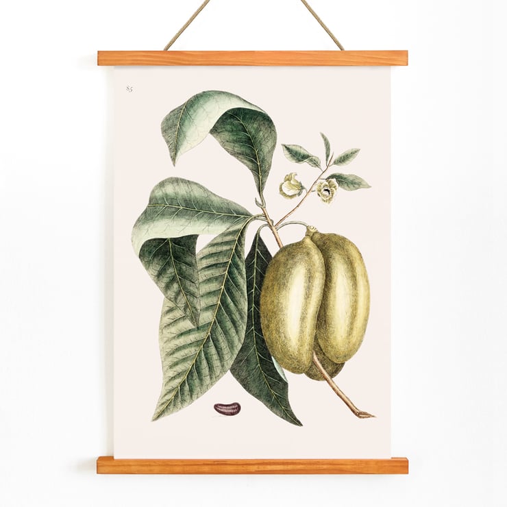 Botanical illustration of pawpaw by Mark Catesby from The Natural History of Carolina Florida and the Bahama Islands Botanical illustration poster of Pawpaw Annona Triloba from The natural history of Carolina Florida and the Bahama Islands by Mark Catesby