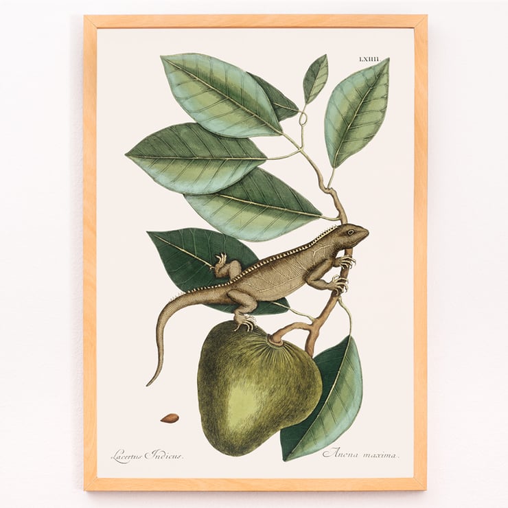Illustration of Guana Lacertus Indicus by Mark Catesby from The Natural History of Carolina Florida and the Bahama Islands. Poster of a lizard on a branch from The natural history of Carolina Florida and the Bahama Islands by Mark Catesby.