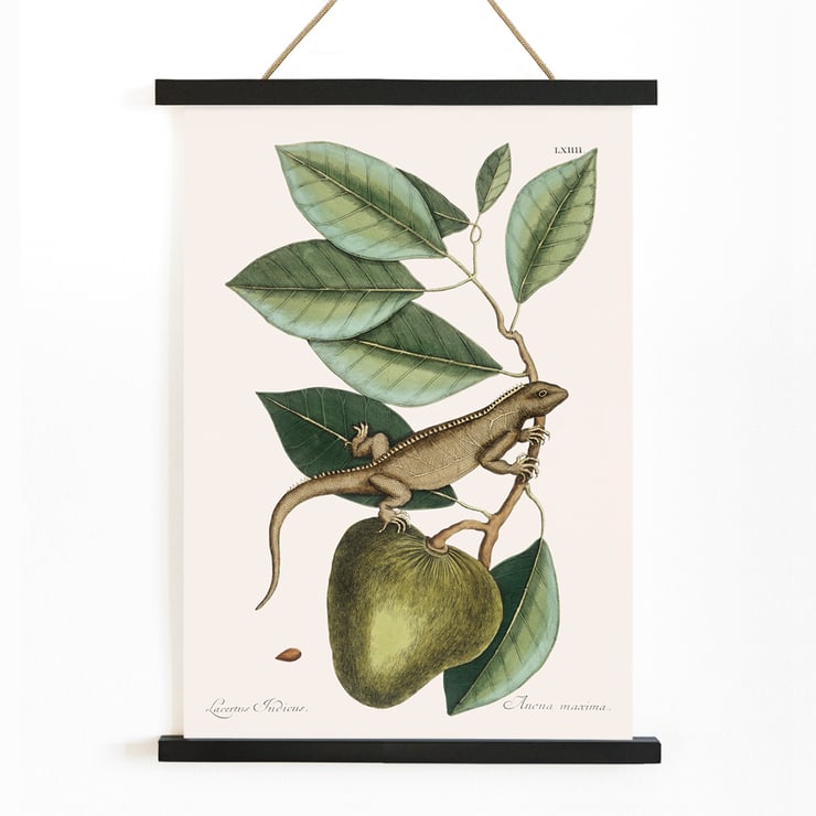 Illustration of Guana Lacertus Indicus by Mark Catesby from The Natural History of Carolina Florida and the Bahama Islands. Poster of a lizard on a branch from The natural history of Carolina Florida and the Bahama Islands by Mark Catesby.