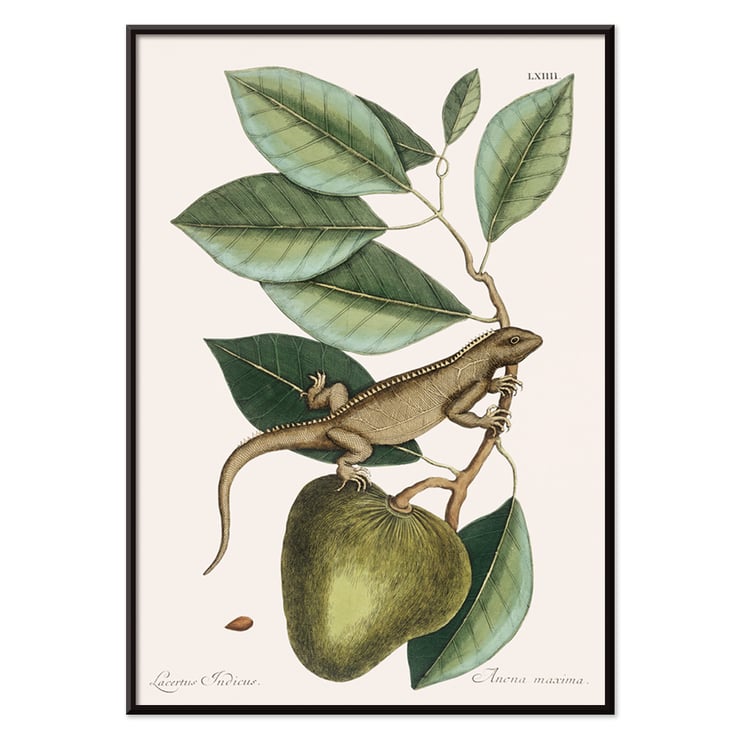 Illustration of Guana Lacertus Indicus by Mark Catesby from The Natural History of Carolina Florida and the Bahama Islands. Poster of a lizard on a branch from The natural history of Carolina Florida and the Bahama Islands by Mark Catesby.