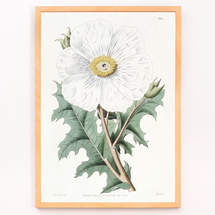 Large-flowered Mexican Poppy by Sydenham Edwards botanical illustration framed art print Poster of the artwork Large-flowered Mexican Poppy by Sydenham Edwards featuring a detailed botanical illustration of a white flower