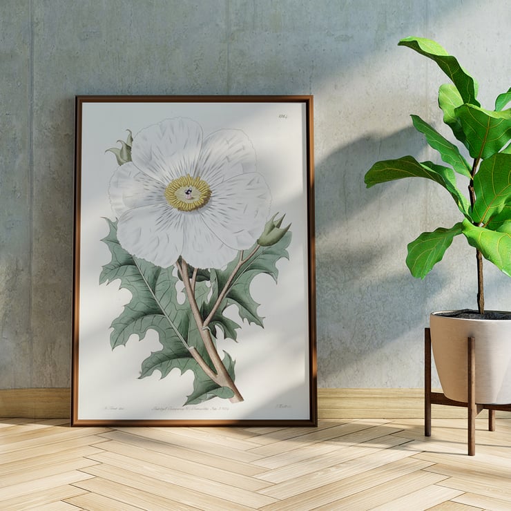 Large-flowered Mexican Poppy by Sydenham Edwards botanical illustration framed art print Poster of the artwork Large-flowered Mexican Poppy by Sydenham Edwards featuring a detailed botanical illustration of a white flower