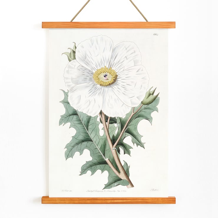 Large-flowered Mexican Poppy by Sydenham Edwards botanical illustration framed art print Poster of the artwork Large-flowered Mexican Poppy by Sydenham Edwards featuring a detailed botanical illustration of a white flower