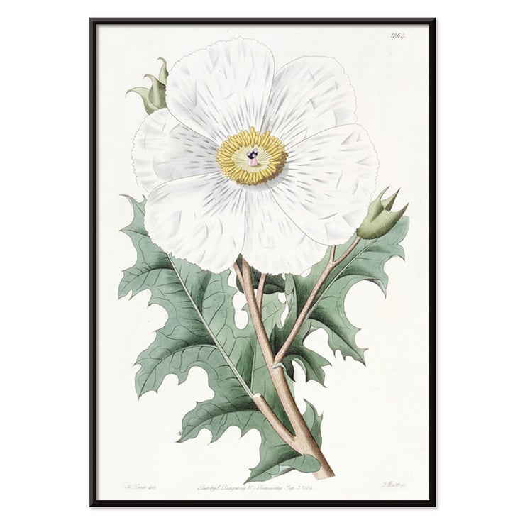 Large-flowered Mexican Poppy by Sydenham Edwards botanical illustration framed art print Poster of the artwork Large-flowered Mexican Poppy by Sydenham Edwards featuring a detailed botanical illustration of a white flower