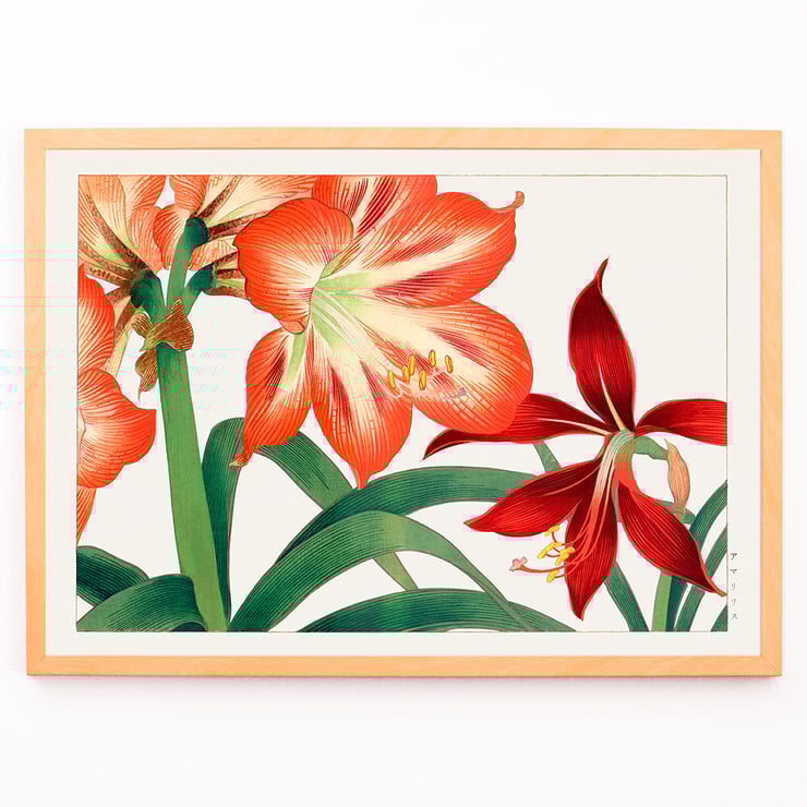 Amaryllis flower painting by Tanigami Kônan featuring vibrant red and green hues. Poster of vibrant Amaryllis flowers in red and green by artist Tanigami Kônan showcasing detailed botanical illustration.