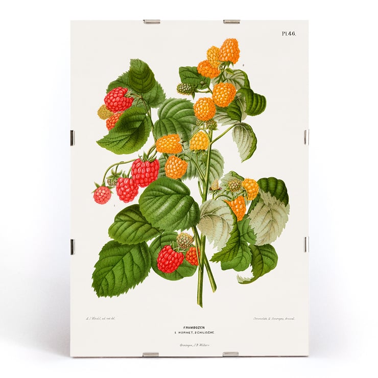 Raspberry chromolithograph plates by Abraham Jacobus Wendel botanical illustration Poster of raspberry plant with green leaves and red and yellow fruits by Abraham Jacobus Wendel titled Raspberry chromolithograph plates.