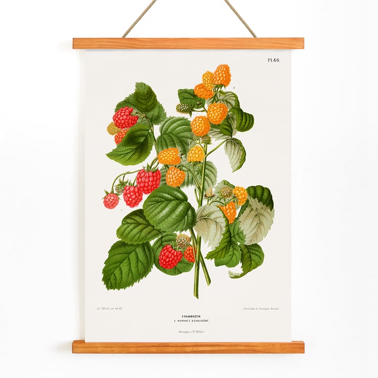 Raspberry chromolithograph plates by Abraham Jacobus Wendel botanical illustration Poster of raspberry plant with green leaves and red and yellow fruits by Abraham Jacobus Wendel titled Raspberry chromolithograph plates.