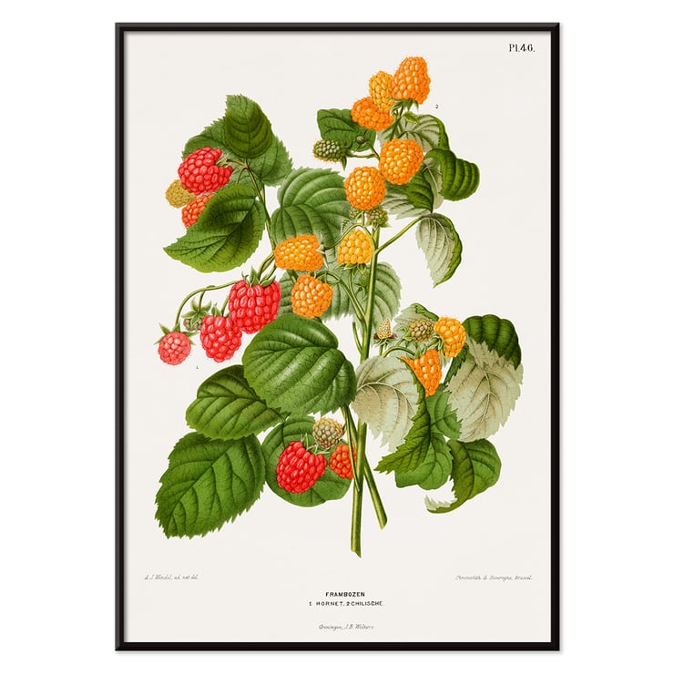Raspberry chromolithograph plates by Abraham Jacobus Wendel botanical illustration Poster of raspberry plant with green leaves and red and yellow fruits by Abraham Jacobus Wendel titled Raspberry chromolithograph plates.