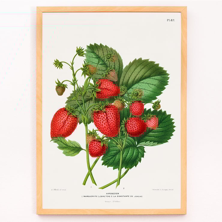 Strawberry chromolithograph plates by Abraham Jacobus Wendel depicting lush strawberries and green leaves. Poster of vibrant strawberries with green leaves titled Strawberry chromolithograph plates by Abraham Jacobus Wendel