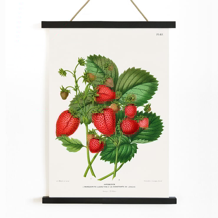 Strawberry chromolithograph plates by Abraham Jacobus Wendel depicting lush strawberries and green leaves. Poster of vibrant strawberries with green leaves titled Strawberry chromolithograph plates by Abraham Jacobus Wendel