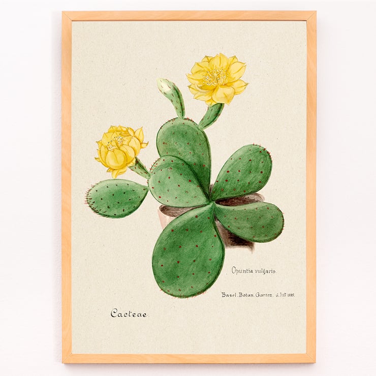 Botanical illustration by artist Familie Der Cacteen featuring Eastern Prickly Pear cactus with yellow flowers Poster of Eastern Prickly Pear cactus from Familie Der Cacteen showing a botanical illustration with yellow flowers.