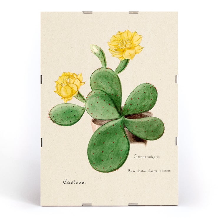 Botanical illustration by artist Familie Der Cacteen featuring Eastern Prickly Pear cactus with yellow flowers Poster of Eastern Prickly Pear cactus from Familie Der Cacteen showing a botanical illustration with yellow flowers.