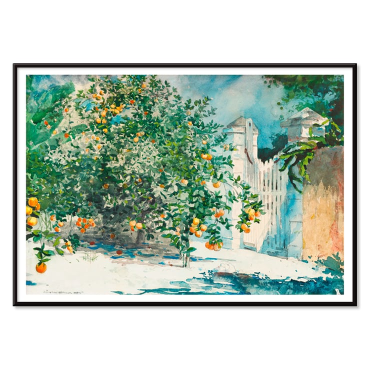 Orange Trees And Gate Orange Trees And Gate
