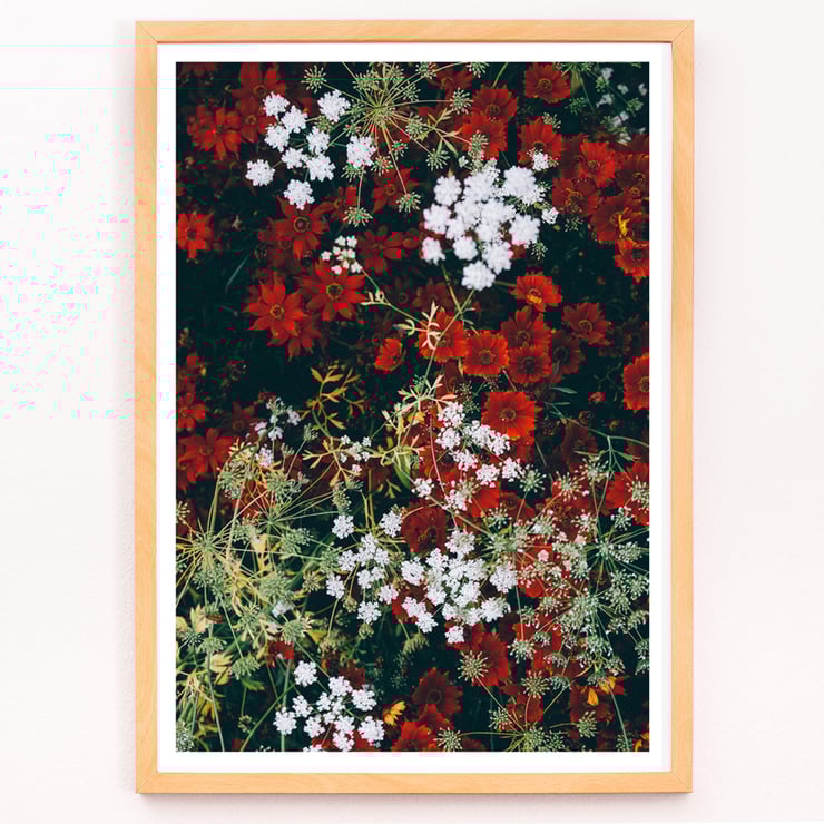 Red and white flowers Red and white flowers