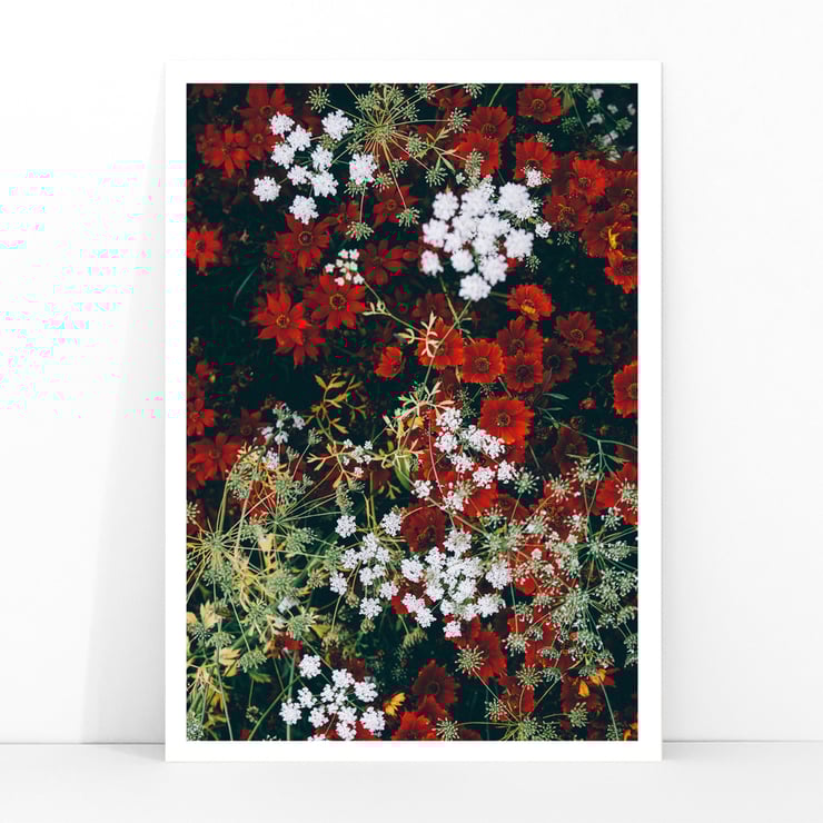 Red and white flowers Red and white flowers